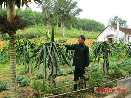 Mô hình cây thanh long của Xóm trưởng xóm Hải Lộc, xã Nghĩa Lộc.