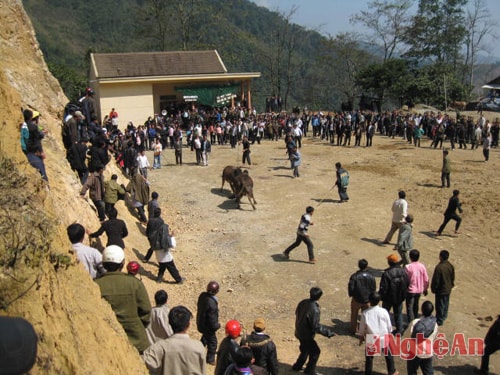Lễ hội chọi bò ở huyện Kỳ Sơn. Ảnh: Lang Lương