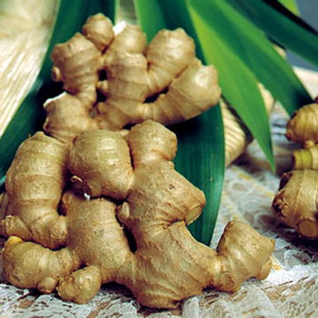 Tía tô, gừng là vị thuốc trị cảm mạo phong nhiệt (cúm).