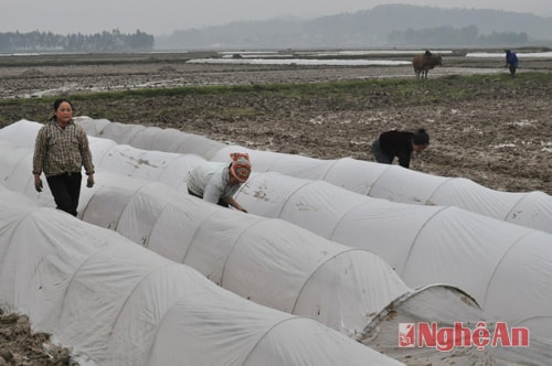 Bà con xã Nam Trung (Nam Đàn) phủ ni lông chống rét cho mạ.