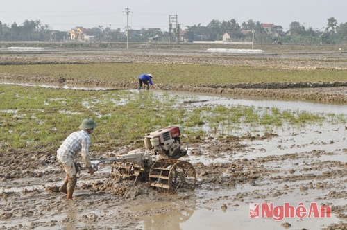 Nông dân xã Diễn Nguyên (Diễn Châu) làm đất chuẩn bị sản xuất vụ xuân 2014.