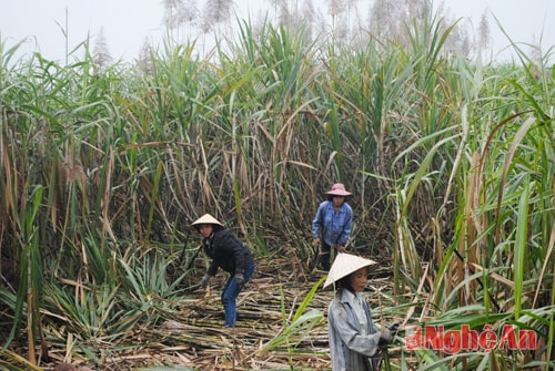 Người dân Tân Kỳ băn khoăn sản lượng mía sẽ giảm do mía đồng loạt trổ cờ.