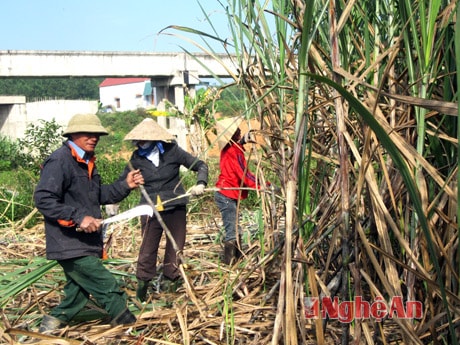 Thu hoạch mía ở vùng nguyên liệu huyện Nghĩa Đàn.
