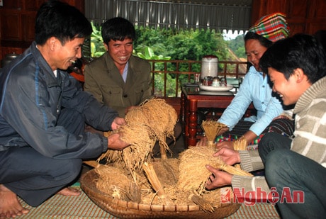 Gia đình trưởng bản Piềng Văn Lô Đình Thi (thứ 2 trái sang) chọn những hạt giống mùa sau.