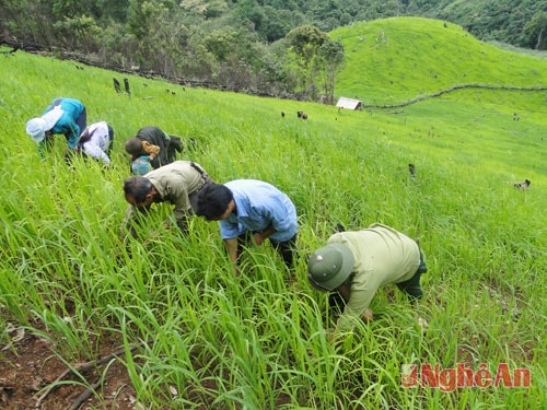 Rẫy trông lúa của già Xía ở bản Huồi Khí xã Mường Típ