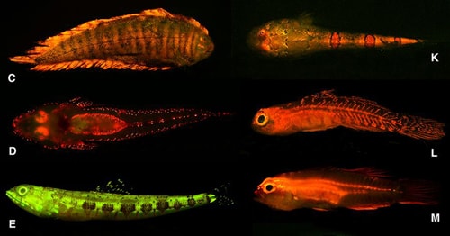 Một số loài cá được phát hiện có khả năng phát sáng huỳnh quang. Ảnh: Live Science