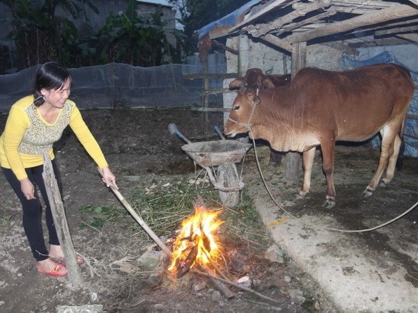 Đốt lửa sưởi ấm cho bò khi trời lạnh. (Ảnh: Hồ Cầu/TTXVN)