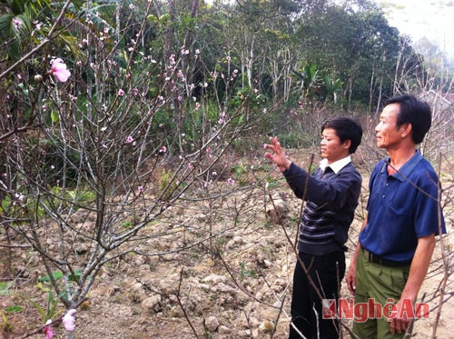 Hoa đào nở sớm, người dân Kim Thành thất thu dịp Tết Nguyên đán.
