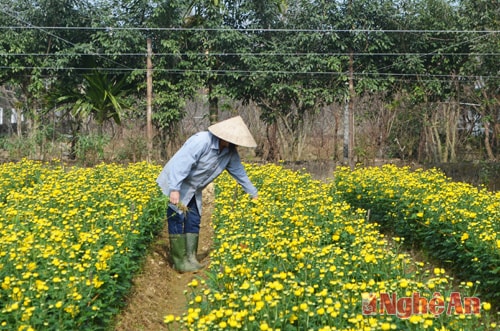 Chị Trần Thị Hà chăm sóc vườn hoa tết.