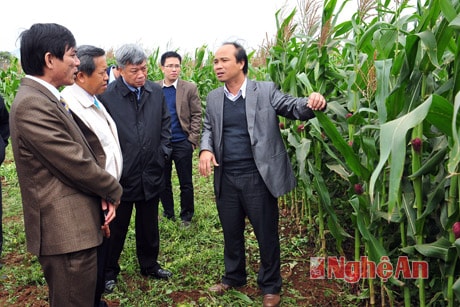 Nghe giới thiệu về công nghệ chăm bón và thu hoạch thức ăn cho bò sữa
