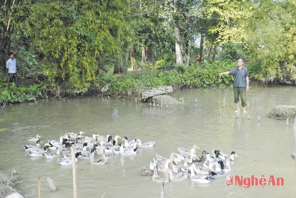 Ông Vi Anh Xuân ở bản Thắm chăm sóc đàn vịt bầu Quỳ. 