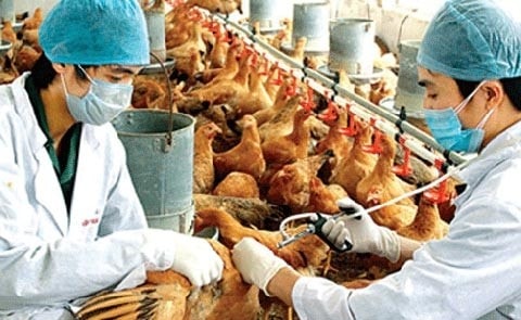 Virus cúm A/H7N9 đang lưu hành ở các đàn gia cầm nhưng không có biểu hiện triệu chứng nên khó khăn trong việc phát hiện nguồn bệnh và kiểm soát dịch bệnh trên gia cầm.