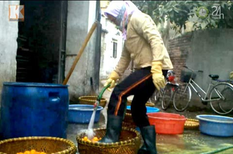 Công nhân dùng chân rửa quất để chuẩn bị nguyên liệu làm món mứt quất.