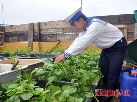 Chiến sỹ tại điểm B, đảo chìm Đá Tây chăm sóc cây mồng tơi.