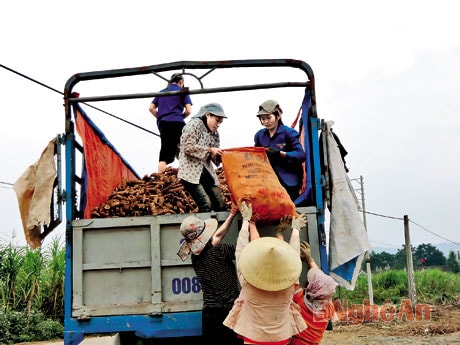 Bốc sắn lên xe.