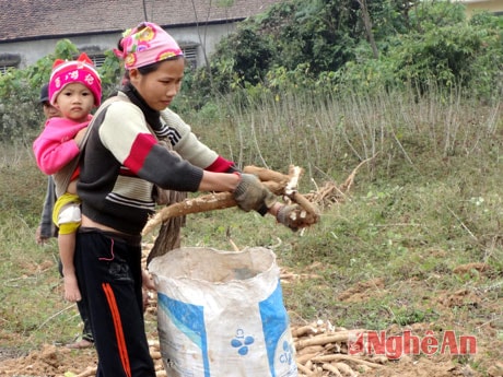 Làm sạch đóng bì.