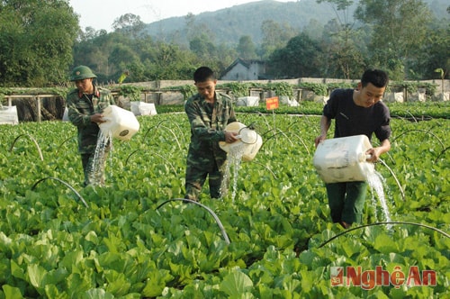 Chăm sóc rau xanh chuẩn bị đón tết.