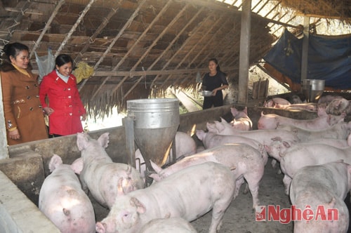 Trang trại chăn nuôi của chị Vi Thị Ngọc ở bản Quảng xã Nam Sơn (Quỳ Hợp).