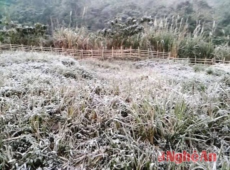 Băng tuyết phủ trắng cành cây