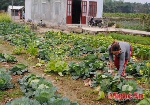 Thu hoạch rau ở bản  Quyết Tiến, xã Chi Khê (Con Cuông).