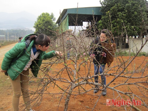 Khách chọn mua đào ở chợ Tri Lễ.