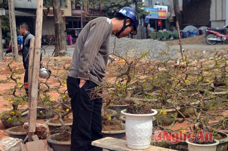 Đối diện chợ đào là dãy hàng bán chậu mai vàng đặc trưng của miền Nam cũng thu hút khách mua.