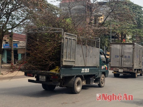 Đào rừng về phố