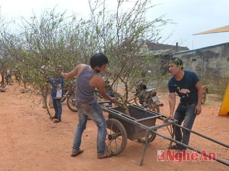 Người bán nhận chở đào về tận nhà cho khách.