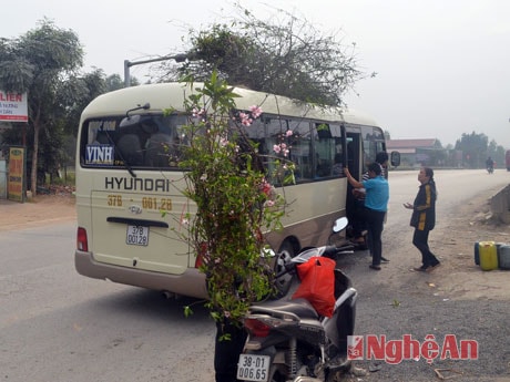 Những ngày này, hầu như chuyến xe nào về xuôi cũng chở thêm những cành đào thắm.