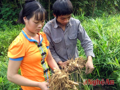 Mô hình trồng gừng ở xã Châu Thuận.