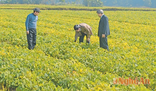 Cánh đồng đậu tương vụ đông ở xã Châu Quang