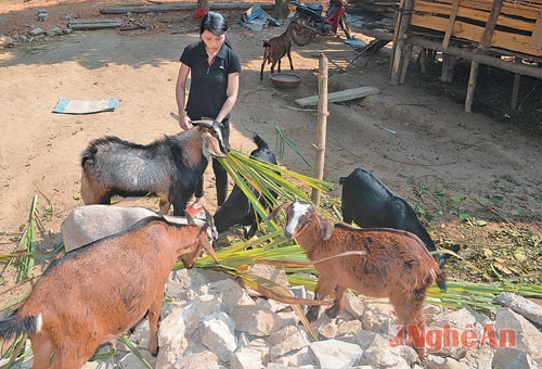 Mô hình nuôi dê Bách Thảo của ông Lô Văn Hoạt (bản Chảo, Châu Thái)