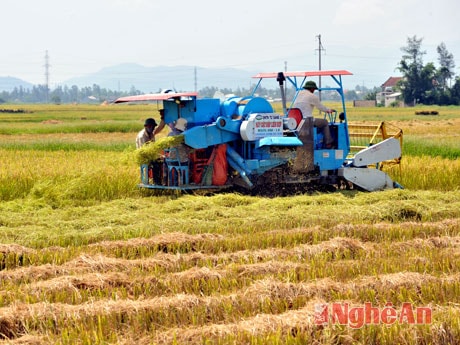 Thu hoạch lúa ở Hưng Nguyên bằng máy gặt đập liên hoàn. ảnh: Sỹ Minh.