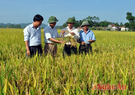 Kiểm tra lúa Vật tư NA2 trên cánh đồng mẫu lớn tại Nghi Lộc do Tổng công ty CP VTNN Nghệ An liên kết xây dựng