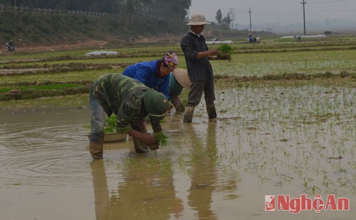 Người dân xã Nam Thái, huyện Nam Đàn cấy lúa ngày đầu năm.