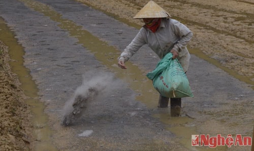 Làm đất để gieo mạ.