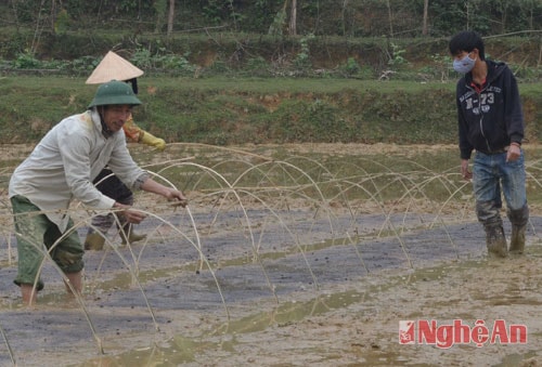 Sau khi gieo, các thửa ruộng đều được phủ ni lon.