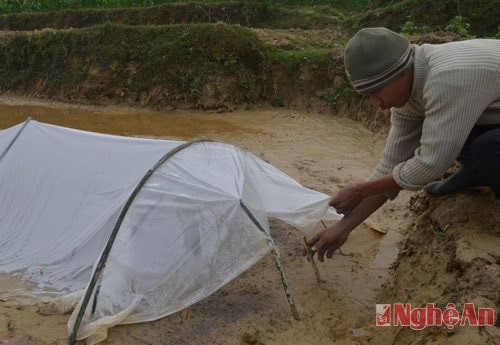 Anh Hà Văn Bảy, xóm 20, xã Thanh Tùng kiểm tra lại diện tích mạ mới gieo chiều 29 Tết.