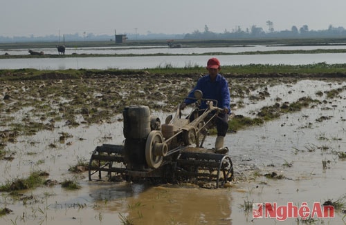 Một số diện tích rộng, bằng phẳng, người dân huy động máy cày để làm đất.