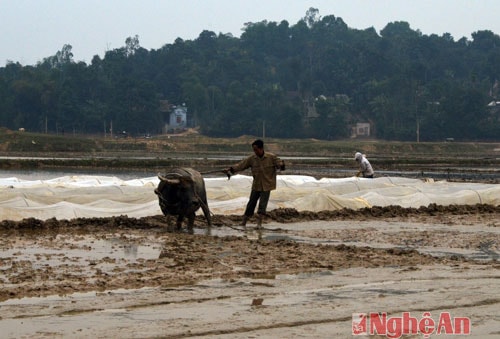 Nhiều diện tích ruộng ở huyện Thanh Chương vẫn phải dùng trâu để cày, bừa