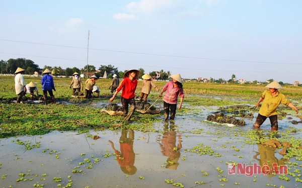 Nông dân xã Diễn Nguyên san ruộng sau dồn điền đổi thửa.