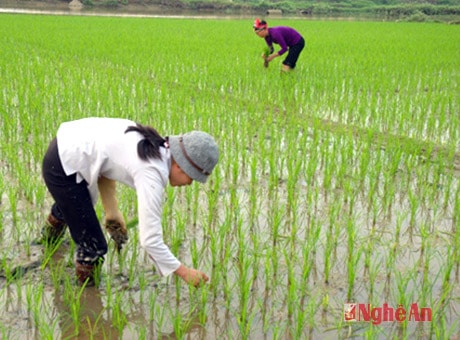 Người dân xã Quỳnh Hồng xuống đồng làm cỏ, chăm sóc lúa xuân.