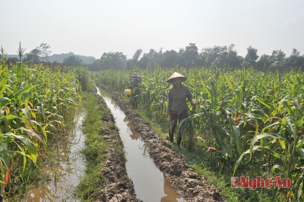 Ngô đông trên đất hai lúa ở Châu Đình - Quỳ Hợp. 
