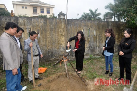 Tổng biên tập tưới và chăm sóc cây sau khi trồng