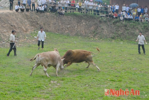 Bà con bản Phá Lếch Phay (xã Đoọc Mạy - Kỳ Sơn) mở hội chọi bò.