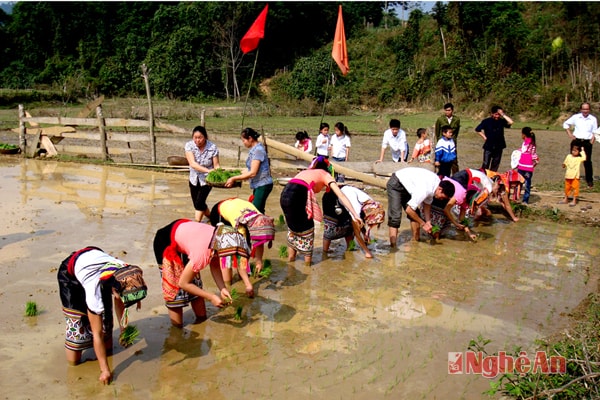 Nông dân bản Minh Châu thi cấy lúa tại Lễ hội xuống đồng