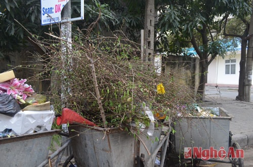 Những ngày sau Tết, tại các điểm tập kết rác thải ở thành phố Vinh, đâu đâu cũng chất đầy những cành đào.