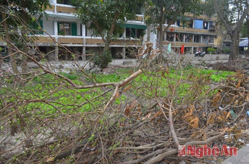 Tại các khu chung cư ở Quang Trung, cành đào Tết được một số người gom lại để làm bờ rào trồng rau.