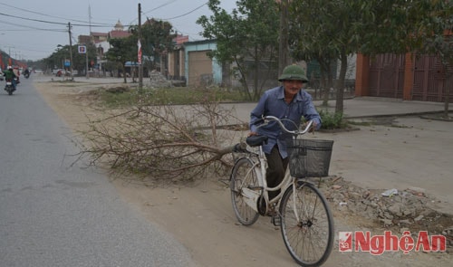 Một số người dân nhặt những cành đào khủng về làm củi khô. Trước Tết, những cành to như thế này có giá không dưới vài triệu.