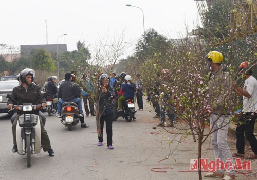 Trước đó hơn 1 tuần, ở chợ hoa, nhiều người đã không tiếc tiền triệu, bỏ tiền ra mua những cành đào nhiều hoa, lắm lộc, có thế vừa mắt về chơi Tết.